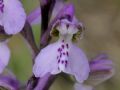 Anacamptis morio